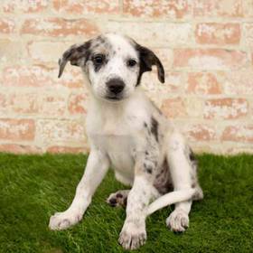 Aussieheel (Australian Shepherd-Blue Heeler)