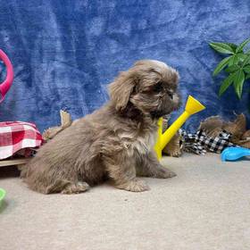 Shih Tzu
