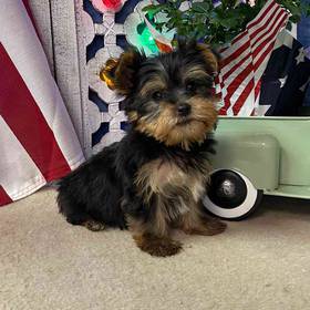 Yorkshire Terrier