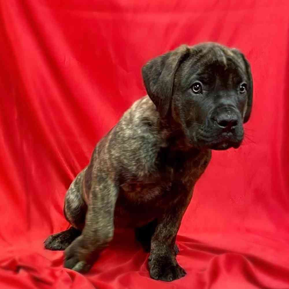 Female Boerboel Puppy for sale