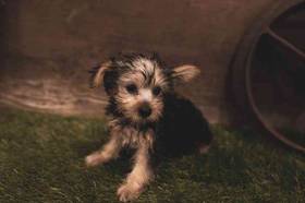 Yorkshire Terrier