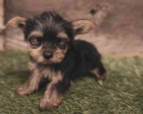 Yorkshire Terrier