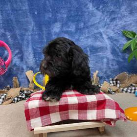 Miniature Goldendoodle